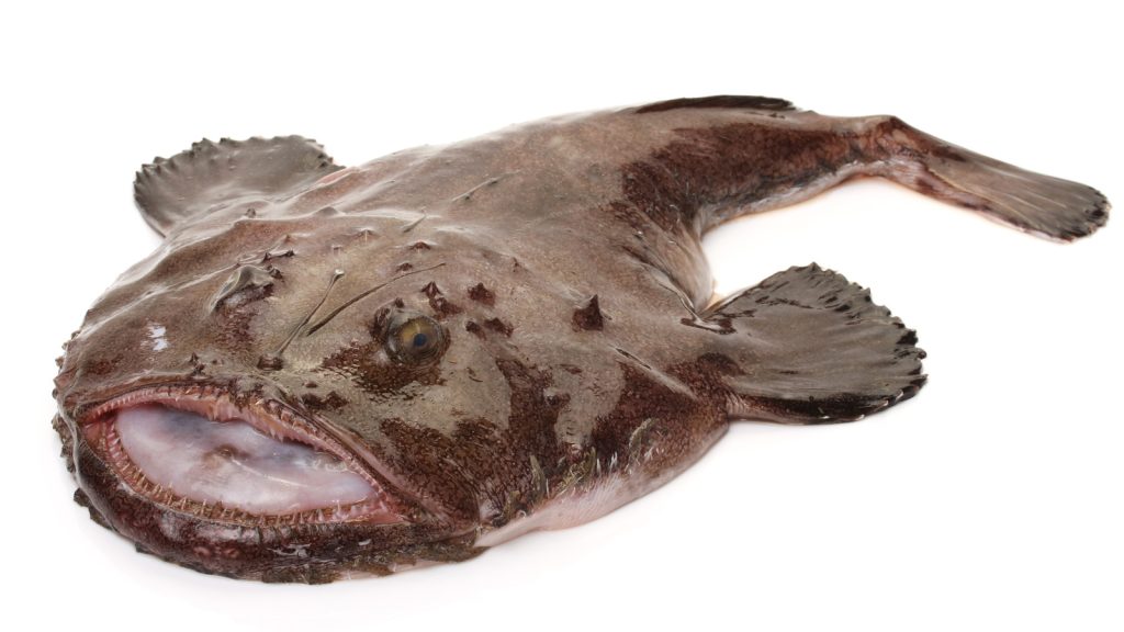 Big,monkfish,(lophius,piscatorius),on,a,white,background